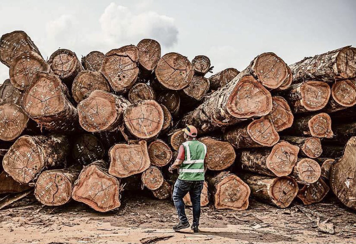 AlexItesm's tweet photo. Qué le habrán hecho a todas las maderas preciosas que se talaron en la selva para el Tren Maya?

Fue un negocio multimillonario en dólares, pero nadie ha dicho ni PÍO

¿Qué se hicieron los millones de pies cúbicos de maderas preciosas, caoba y cedro rojo, que resultaron de la tremenda DEVASTACIÓN FORESTAL causada por la construcción del malhadado Tren Maya?

Si se estimara en dinero el valor de esas maderas, la cantidad ascendería a miles de millones de pesos. ¿Dónde está ese dinero?

Porque nadie diga que las valiosísimas maderas se dejaron para leña, o para alimento de las hormiguitas