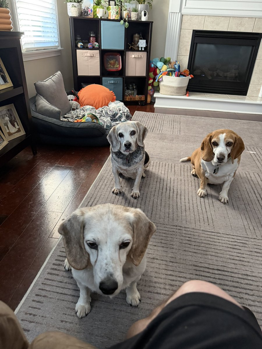 danstewart13's tweet photo. Saturday Morning ☕️ w/ @LolaPatolla &amp; @RescueCoop. This week the Coop saves 4 hounds. Please donate if you can, these pups will all need vet care. Beagles are near &amp; dear to lots of us. It takes a patient person to understand the breed. Sadly many people give up &amp; dump them. https://t.co/JuwxLJh72F