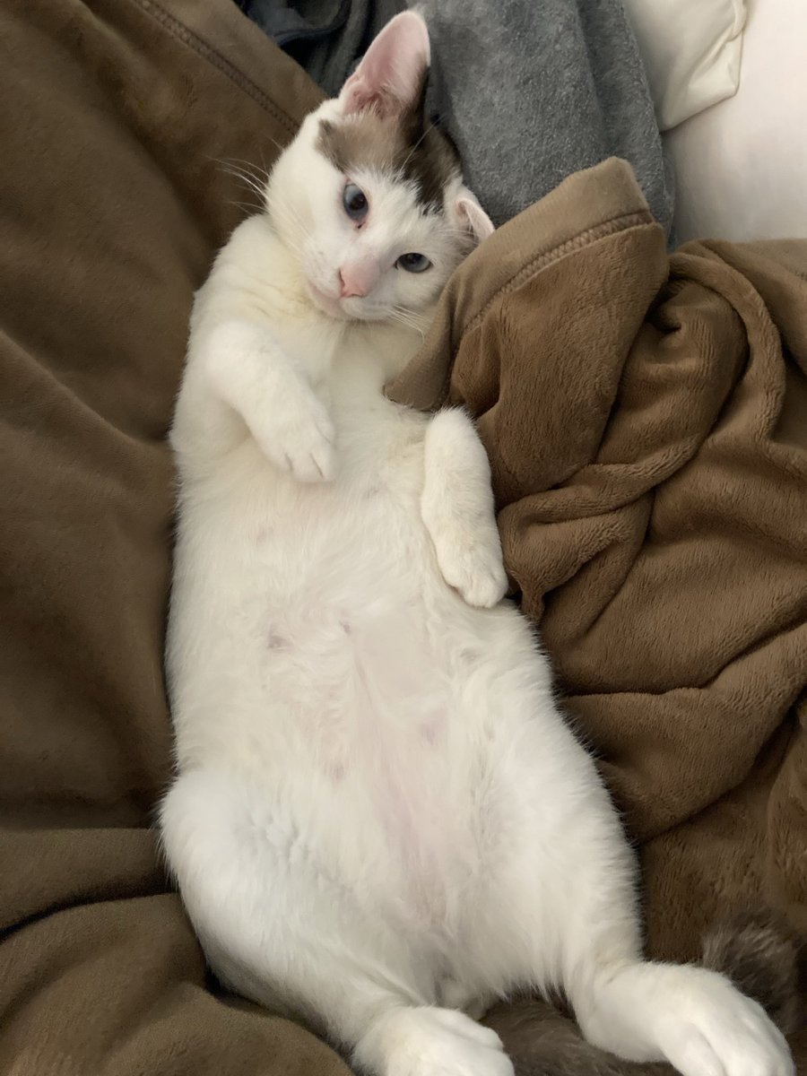 0iijig's tweet photo. へそ天😺 https://t.co/jetlMetHgI