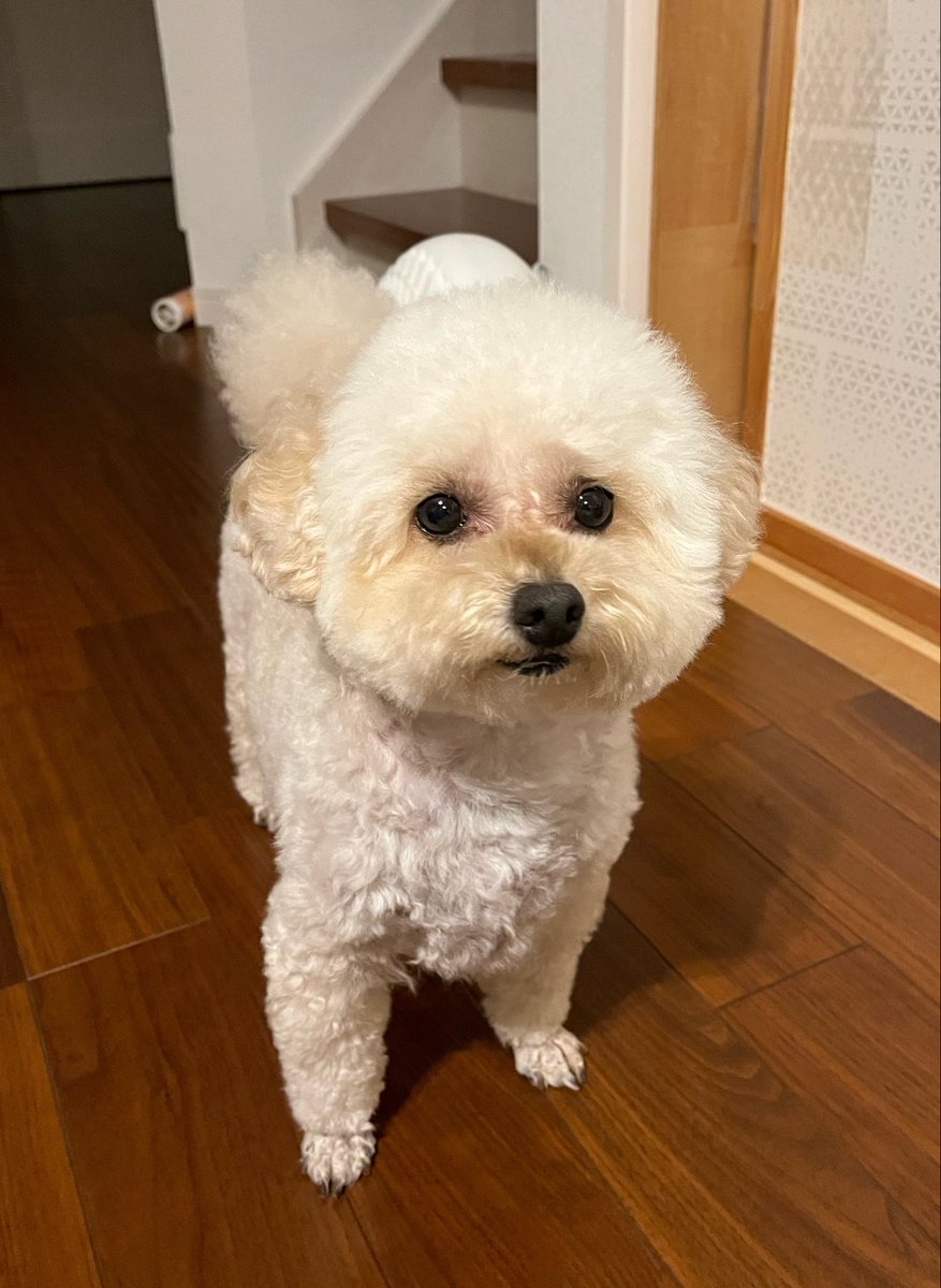kaodekayun's tweet photo. どうもしてないのにどしたの？ってばかり言われる顔ナンバーワン☝️
#トイプードル
#犬のいる暮らし https://t.co/zF91RGQCRx