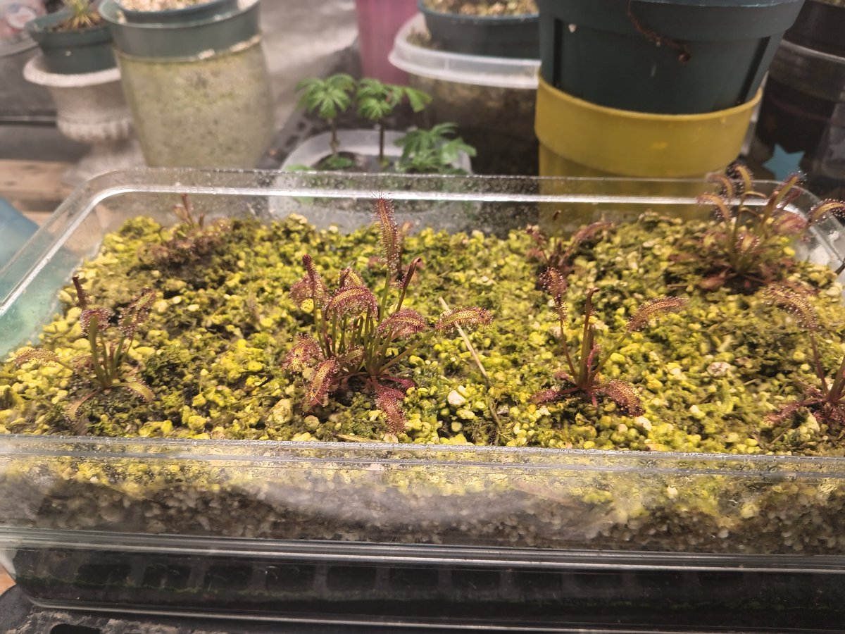 TomWayne1385317's tweet photo. Gonna re-pot the "big pink" clones this weekend. Big Pink had her dead leaves trimmed. Hercules and little red look glorious covered in dew.
#drosera #sundew https://t.co/1XxeRID3bD