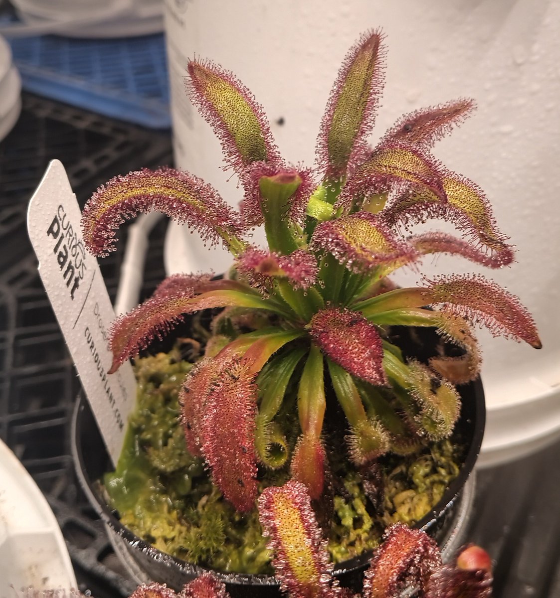 TomWayne1385317's tweet photo. Gonna re-pot the "big pink" clones this weekend. Big Pink had her dead leaves trimmed. Hercules and little red look glorious covered in dew.
#drosera #sundew https://t.co/1XxeRID3bD