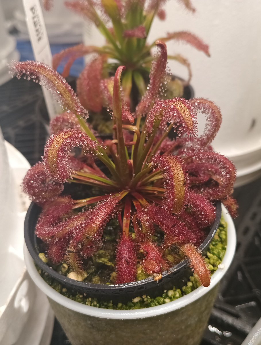 TomWayne1385317's tweet photo. Gonna re-pot the "big pink" clones this weekend. Big Pink had her dead leaves trimmed. Hercules and little red look glorious covered in dew.
#drosera #sundew https://t.co/1XxeRID3bD