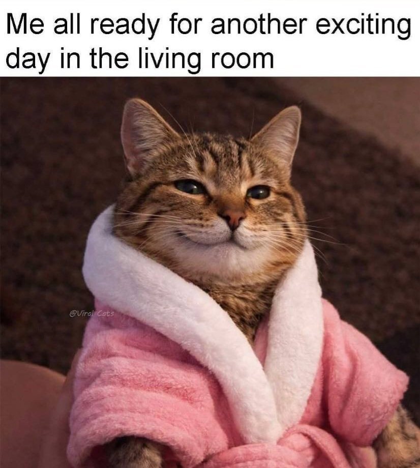 ACheryl80675's tweet photo. Happy Caturday!🥰🐈🐈🐈 https://t.co/OdjpCHkZdj