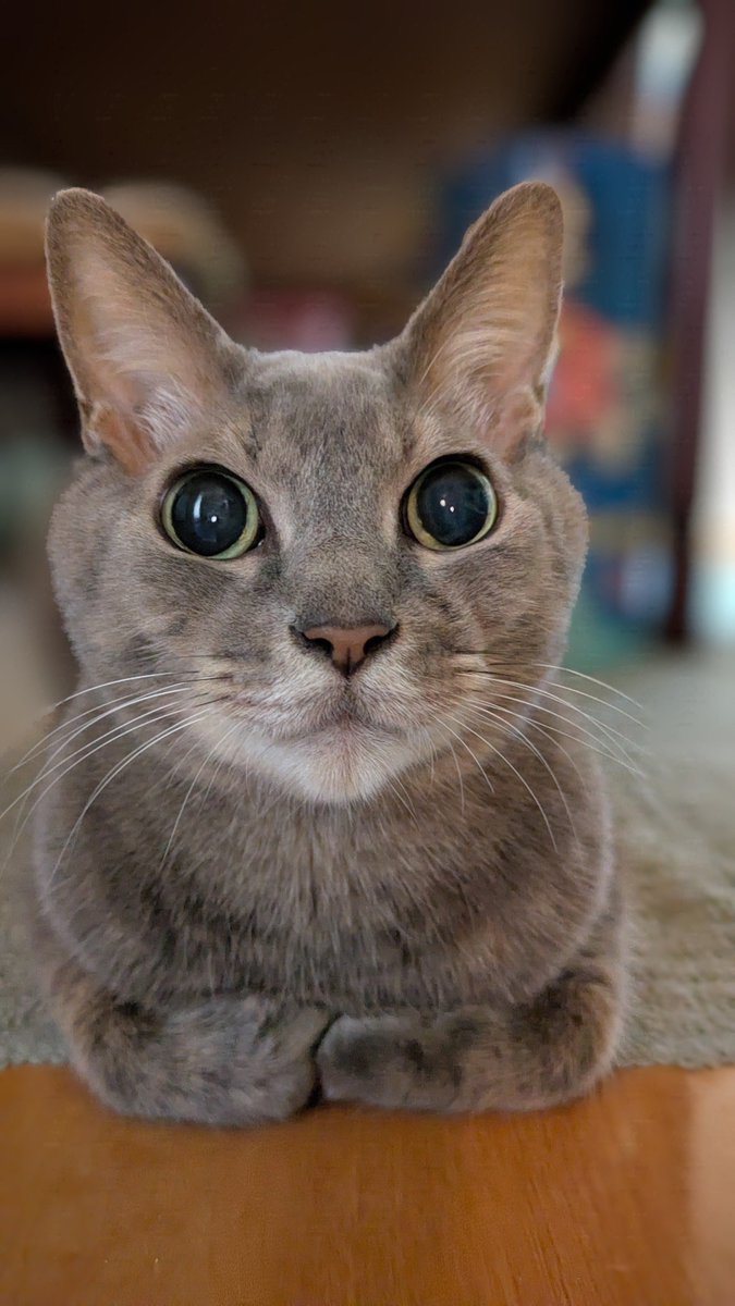 Reidorami's tweet photo. アニメみたいな愛猫みりおん😘

＃アニメみたい　#愛猫みりおん　#猫がいる幸せ　#猫がいる生活　#サバトラ猫　#猫好きさんと繋がりたい　#CAT https://t.co/L9BZmzRHgu