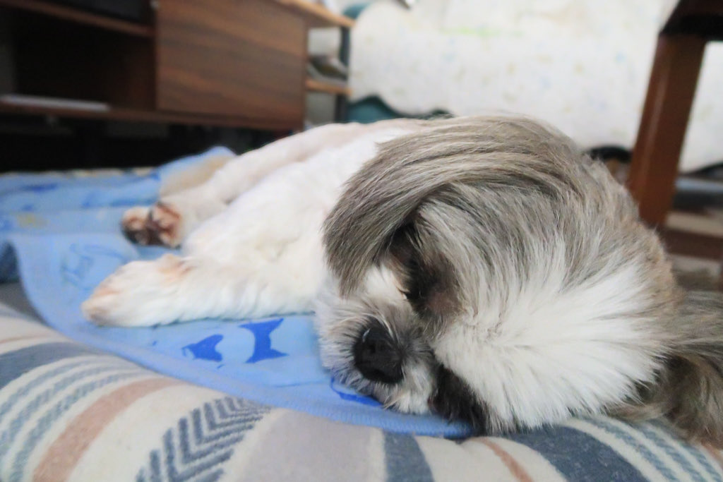 zacorau's tweet photo. お昼寝中💤

愛しいです😘 https://t.co/IlbQZeo5qo