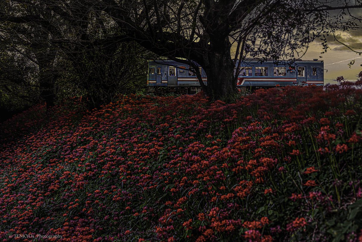 TENKYOs_PHOTO's tweet photo. 「彼岸花・樽見鉄道 ver,3」 2026/09
夜のはじめ頃に少し焼けた空が美しかった
車両も元祖標準カラーで樽鉄最高だね https://t.co/l3ruaGHXqD