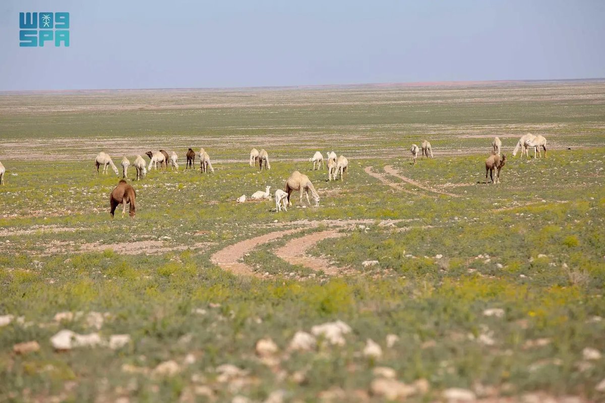 AJELNEWS24's tweet photo. صدور قرار رسمي :

نقل الإبل دون موافقة وزارة البيئة والزراعة ؛ مخالفة تستوجب غرامات وفق نظام الزراعة ولائحته التنفيذية.

- https://t.co/PVXeF12OVw