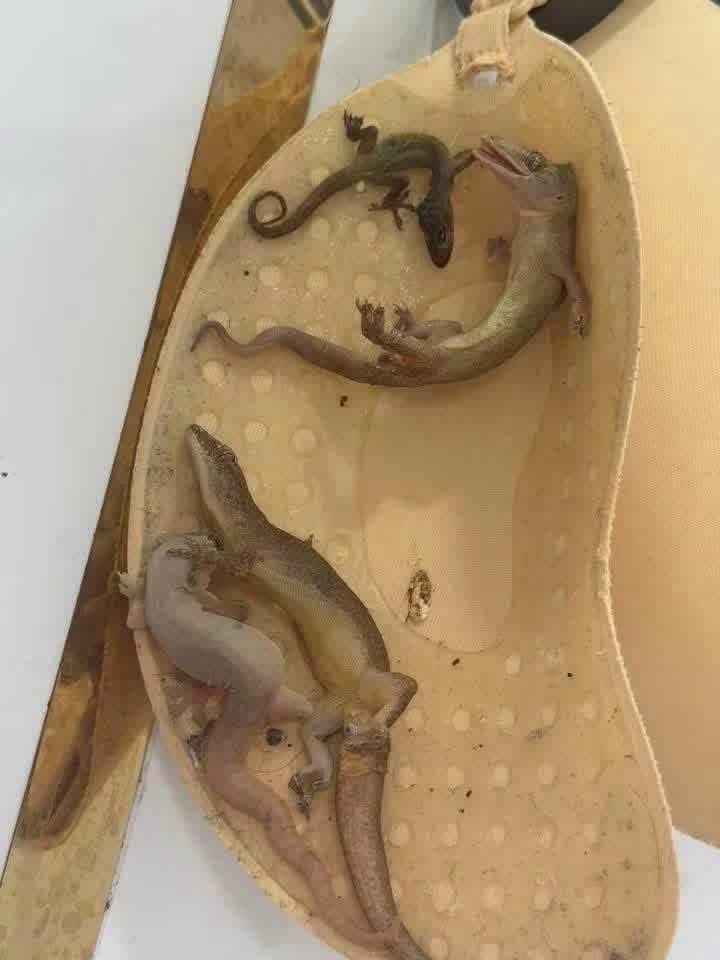 namuggie's tweet photo. JADI ANAK KOS JANGAN JOROK PLEASE!
nyimpen bra tempel tuh yg bener, jangan digantung sembarangan sampai jadi sarang cicak 😭 https://t.co/px5tcU1PNK