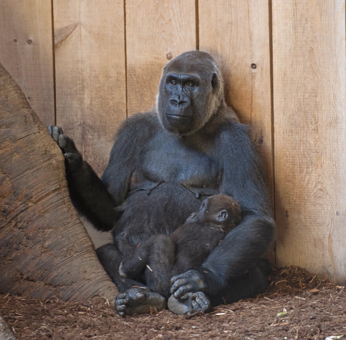 ShonnaHPhoto's tweet photo. Strength meets gentleness in the heart of the forest. Captured this intimate scene of a mother and her infant finding a moment of peace together.
๐ Safe in Her Arms - A Gorillas Embrace https://t.co/rRL1p1oz5V
#WildlifePhotography #Gorillas #Individuals #Sentient https://t.co/8rAXkBOrcb