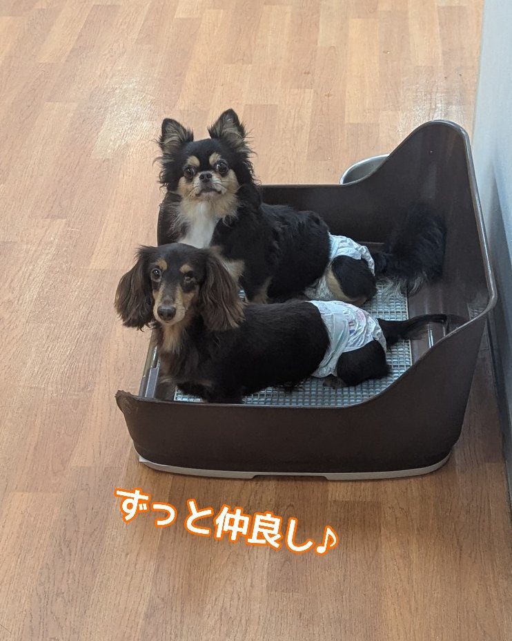 WanWanWan8611's tweet photo. .
#里親募集
🎀スイチョ🎀
#チワワ 女の子
🎂2022.4.5(4才)3.1kg

怖がりスイちゃんも長居店に来て、2ヶ月が経ちました🙇
まだ緊張はしているものの、
なでてもらえるようになってきました👏
慣れた方だと、笑顔で抱っこもしてもらえてます💓

たくさん甘えられるご家族と早く会えるといいね😌 https://t.co/01wMT2knBG