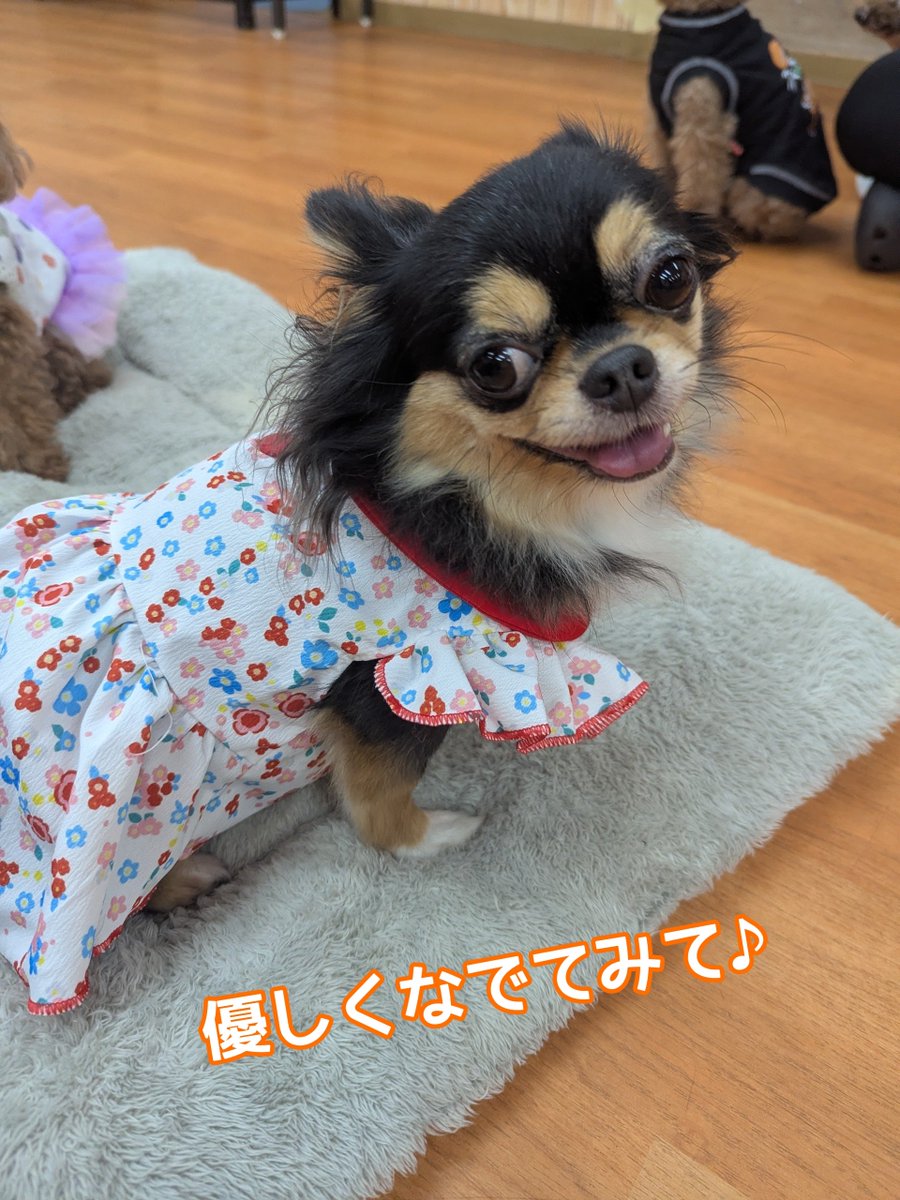 WanWanWan8611's tweet photo. .
#里親募集
🎀スイチョ🎀
#チワワ 女の子
🎂2022.4.5(4才)3.1kg

怖がりスイちゃんも長居店に来て、2ヶ月が経ちました🙇
まだ緊張はしているものの、
なでてもらえるようになってきました👏
慣れた方だと、笑顔で抱っこもしてもらえてます💓

たくさん甘えられるご家族と早く会えるといいね😌 https://t.co/01wMT2knBG