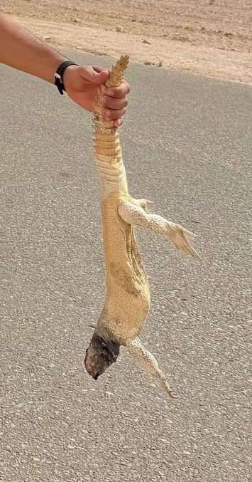 f89fo's tweet photo. @SpicyCati ليدي تريدين ضب الحب مال اني السعودية 😂😂 https://t.co/AtcTMADaXP