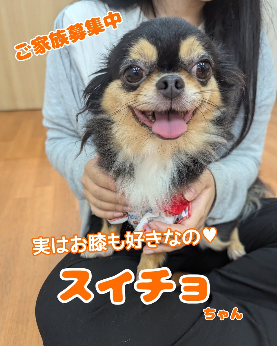 WanWanWan8611's tweet photo. .
#里親募集
🎀スイチョ🎀
#チワワ 女の子
🎂2022.4.5(4才)3.1kg

怖がりスイちゃんも長居店に来て、2ヶ月が経ちました🙇
まだ緊張はしているものの、
なでてもらえるようになってきました👏
慣れた方だと、笑顔で抱っこもしてもらえてます💓

たくさん甘えられるご家族と早く会えるといいね😌 https://t.co/01wMT2knBG