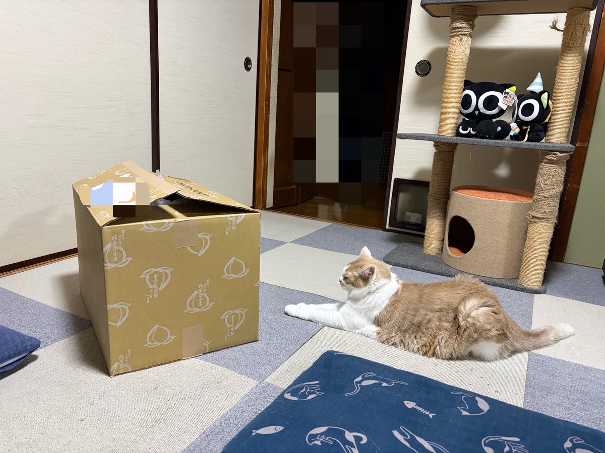 yuugiri125's tweet photo. 播磨屋の煎餅が届いたけれど、一種類ずつ買ったらバカのデカさになってしまったね https://t.co/lHpkuq5bmD