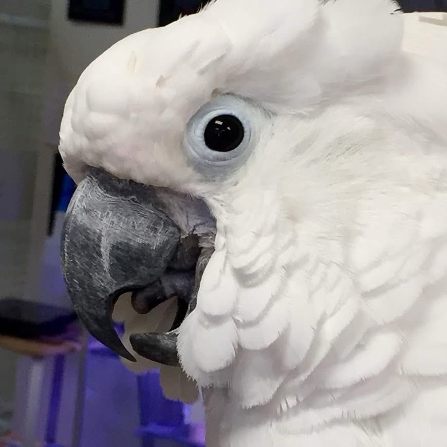 RhondasAviary's tweet photo. 📣 Special Announcement! 📣          The birds are in charge Oct 4–11. Temporary store hours are 10–5pm. No grooming that week. Katie will serenade you. Roscoe plans to, “Rule the world!”, Jasper says behave- while the boss is away. 🦜🎵 https://t.co/pQUB2UsS06