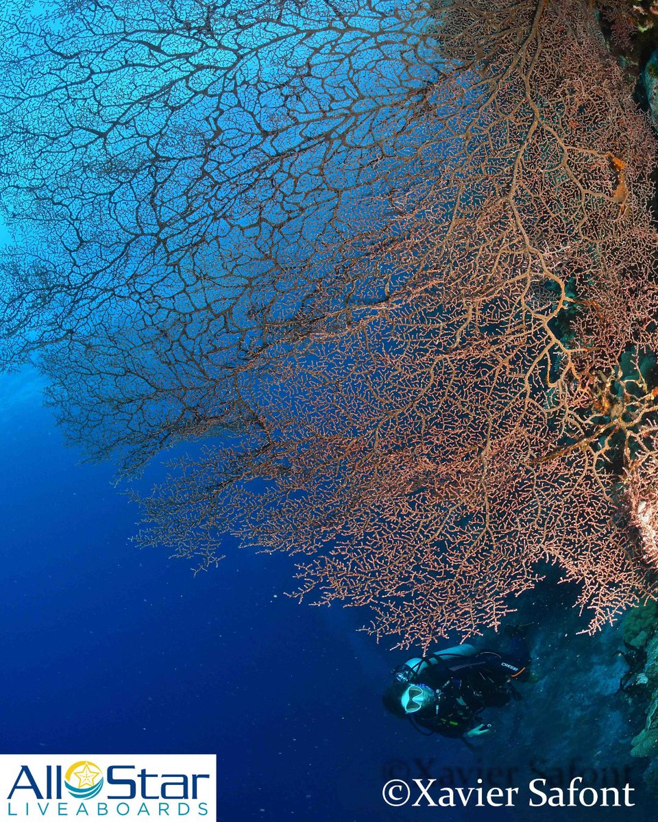 DiveASL's tweet photo. Magnificent Indonesia. Vibrant corals and crystal-clear waters make this a diver's dream. Join us today on the All Star Velocean or the All Star Aurora!
📸Xavier Safont
#allstarliveaboards #diversdream #indonesia #allstarvelocean #allstaraurora #rajampat #komodo https://t.co/ZMtYYpKY40