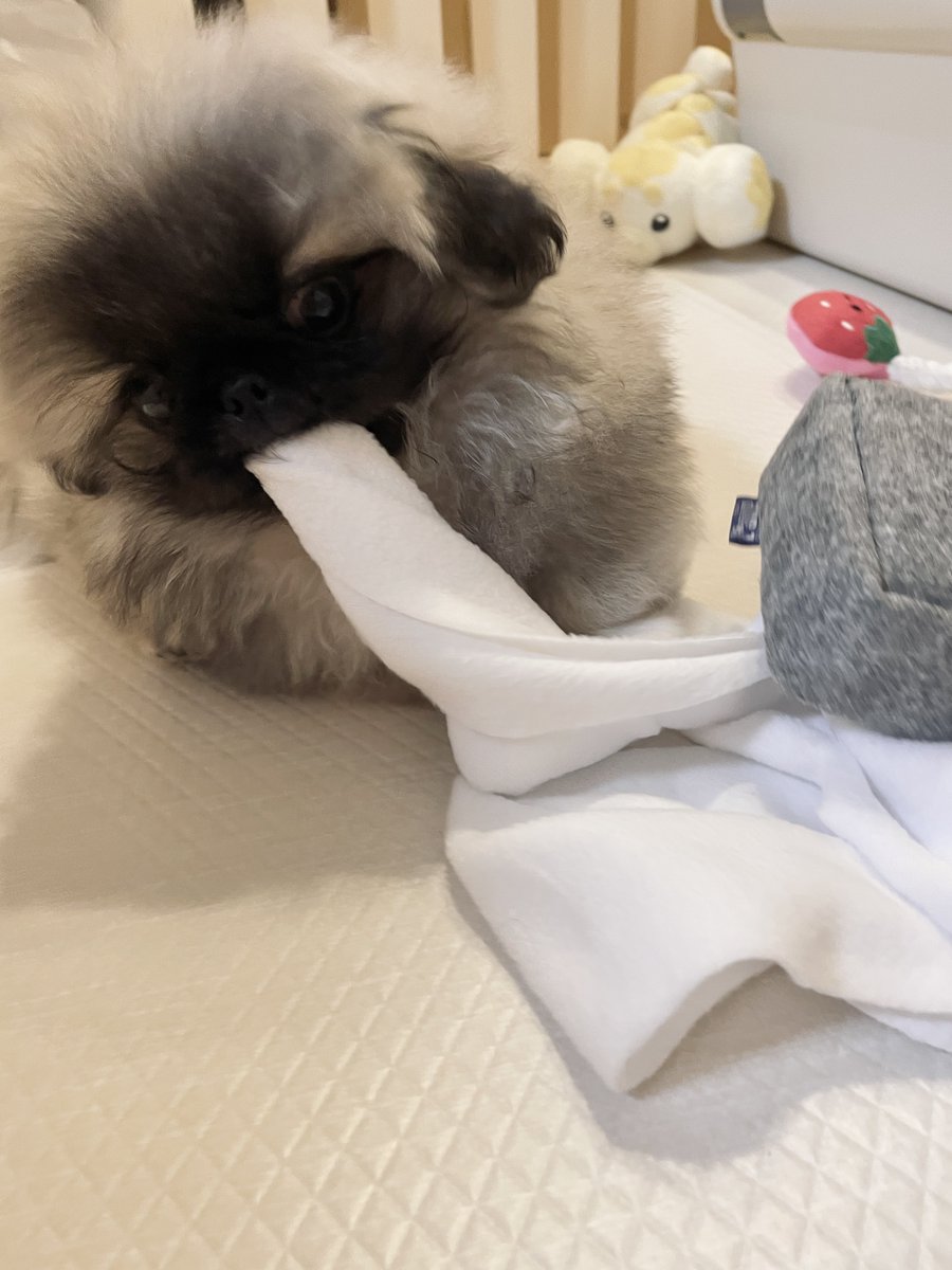 hogarakainu's tweet photo. ティッシュ大好き https://t.co/oyoUE3glBW