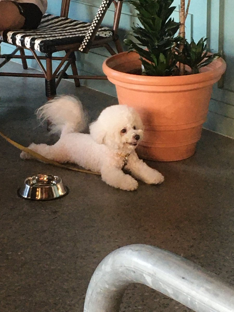 Cws2307's tweet photo. 🐩 https://t.co/69xvWRlAY8