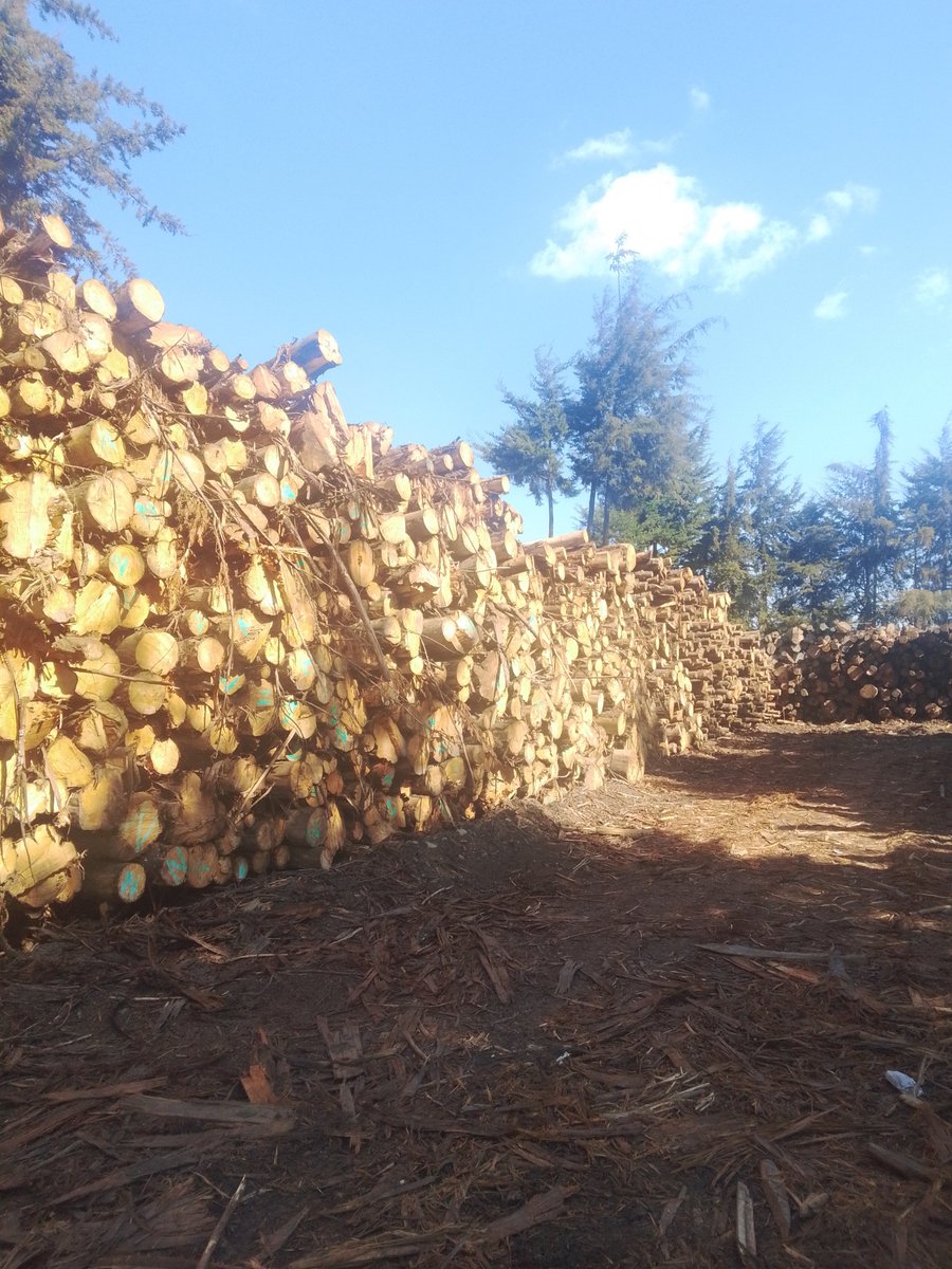 Qarwal's tweet photo. Was at Flyover some few weeks back and in one yard the stock can go to the next 10 yrs logging is on the rise since lifting or the ban https://t.co/8eNhxr1b4q