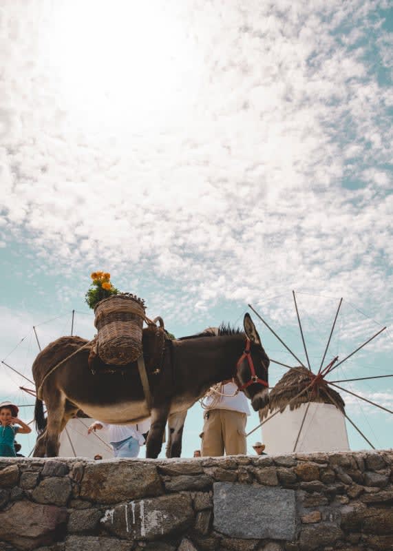 GETLakeMary's tweet photo. 🇬🇷 From the iconic windmills of Mykonos to sparkling sea views and charming whitewashed villages, exploring the Mediterranean with Celebrity Cruises is filled with unforgettable moments at every turn. 
✉️ Contact me today to book your Mediterranean getaway. https://t.co/mzPOMm5Mbh