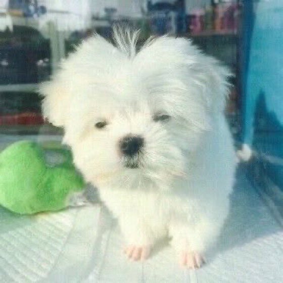 cshpuppy's tweet photo. #상현 #정상현 #SANGHYEON https://t.co/A0H8ibcXUM
