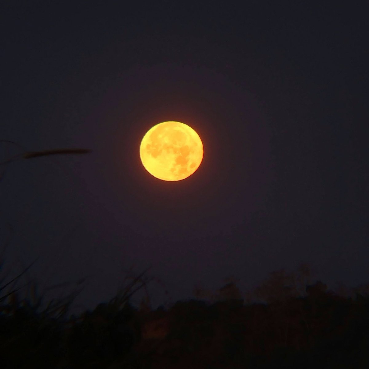 gmanews's tweet photo. 'IN ILOCANO, AY-AYATEN KA 💛'  

Nakuhanan ni YouScooper Rome Cabang pasado 6 PM ngayong hapon, Sept. 26, 2026, ang "Harvest Moon" na namataan sa Ilagan City, Isabela.  

Ang mga kuha ng buwan, bagama't may sariling angking ganda, in-enhance nang bahagya ni YouScooper Rome gamit ang kaniyang cellphone. #YouScoop  

Courtesy: YouScooper Rome Cabang  Photos taken using Android phone and F70060 Refractor Telescope