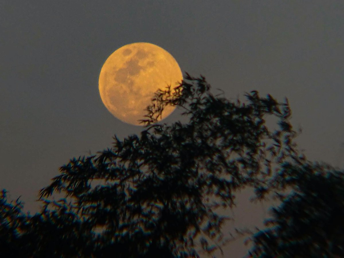 gmanews's tweet photo. 'IN ILOCANO, AY-AYATEN KA 💛'  

Nakuhanan ni YouScooper Rome Cabang pasado 6 PM ngayong hapon, Sept. 26, 2026, ang "Harvest Moon" na namataan sa Ilagan City, Isabela.  

Ang mga kuha ng buwan, bagama't may sariling angking ganda, in-enhance nang bahagya ni YouScooper Rome gamit ang kaniyang cellphone. #YouScoop  

Courtesy: YouScooper Rome Cabang  Photos taken using Android phone and F70060 Refractor Telescope