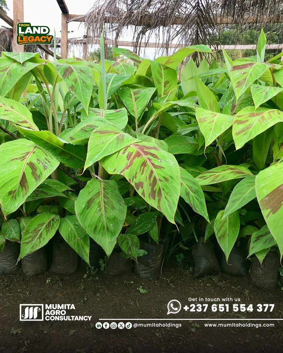 mumitaholdings's tweet photo. Still planting? We still have quality PIF plantlets: disease-free, true to variety, known maturity window, matched to your buyer, chips, flour, or meat. 250 francs each, free advice included. Stock is limited; reach out now. https://t.co/3ybpCAKP7v
