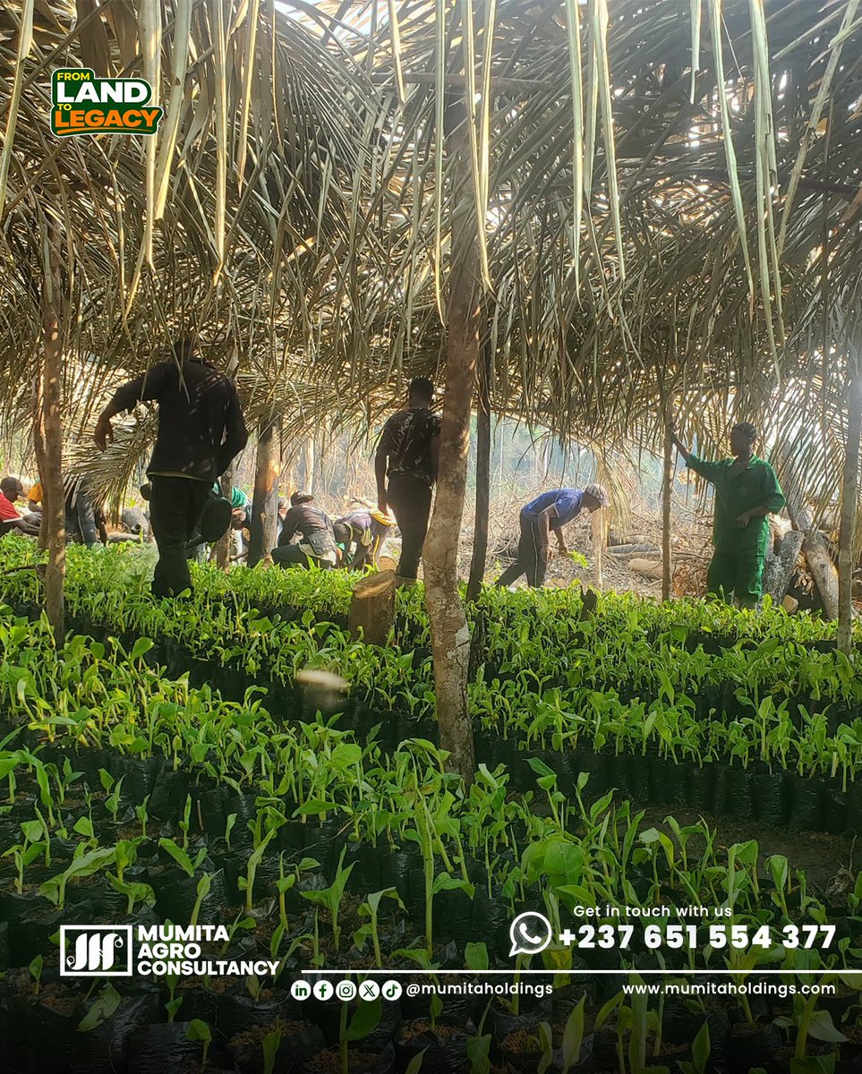 mumitaholdings's tweet photo. Still planting? We still have quality PIF plantlets: disease-free, true to variety, known maturity window, matched to your buyer, chips, flour, or meat. 250 francs each, free advice included. Stock is limited; reach out now. https://t.co/3ybpCAKP7v