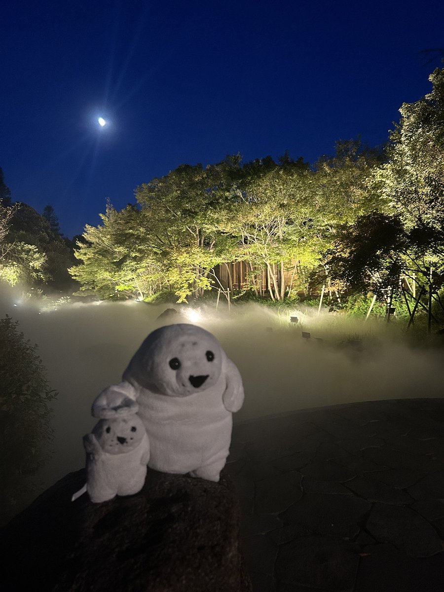 waccha_309's tweet photo. 秋だね🍂🦭🌕 https://t.co/iit3upJ2qn