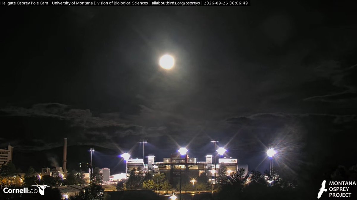 HellgateOsprey's tweet photo. 06:06, 9/26 The start of a beautiful morning, isn't it! #HellgateOsprey https://t.co/XKORrOSy4o