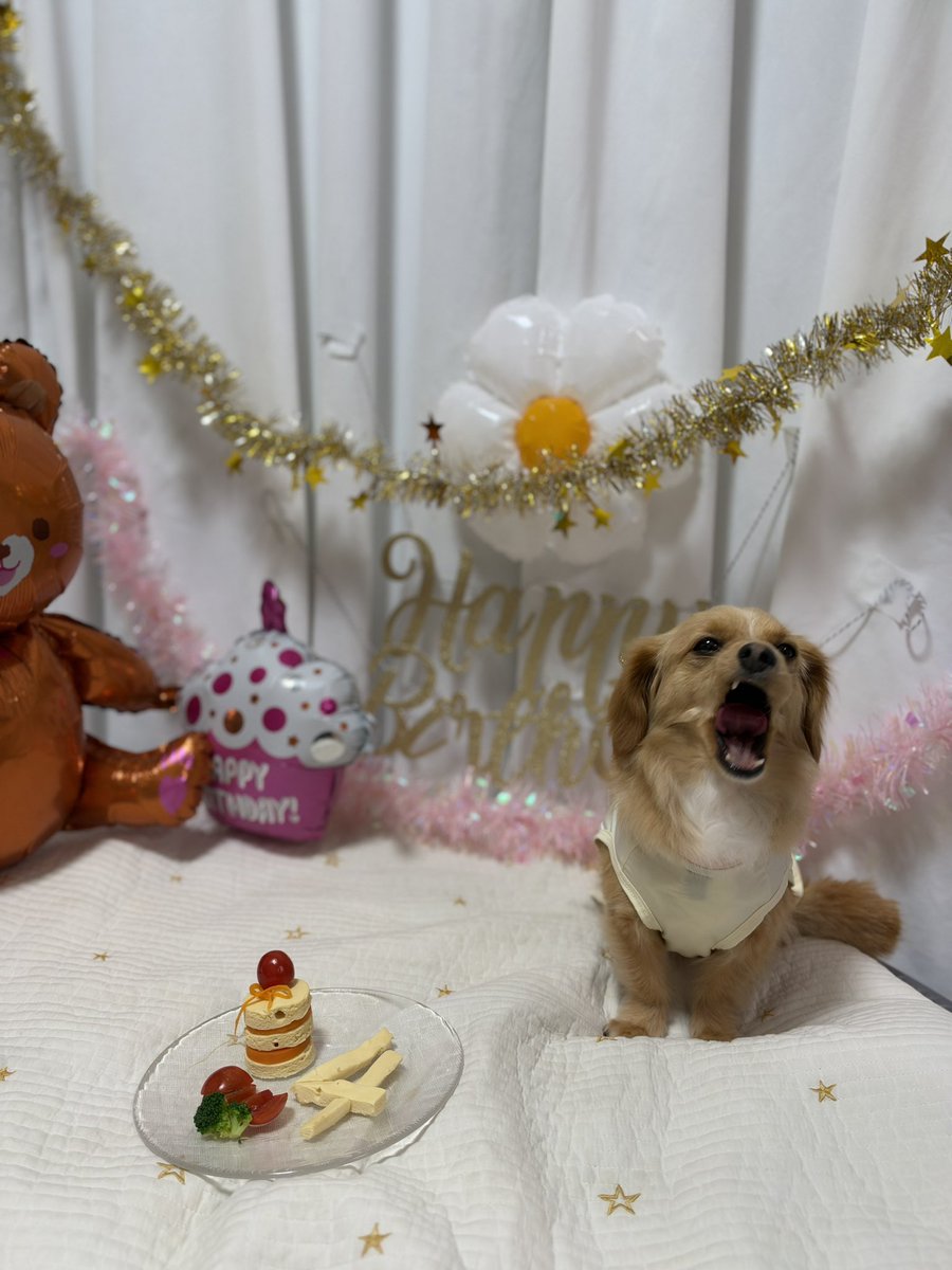 Xicone_City's tweet photo. 下の子(1)といぬ弟(4)が今日無事に誕生日を迎えられましたこと感謝申し上げます https://t.co/fx8RGeFtZt