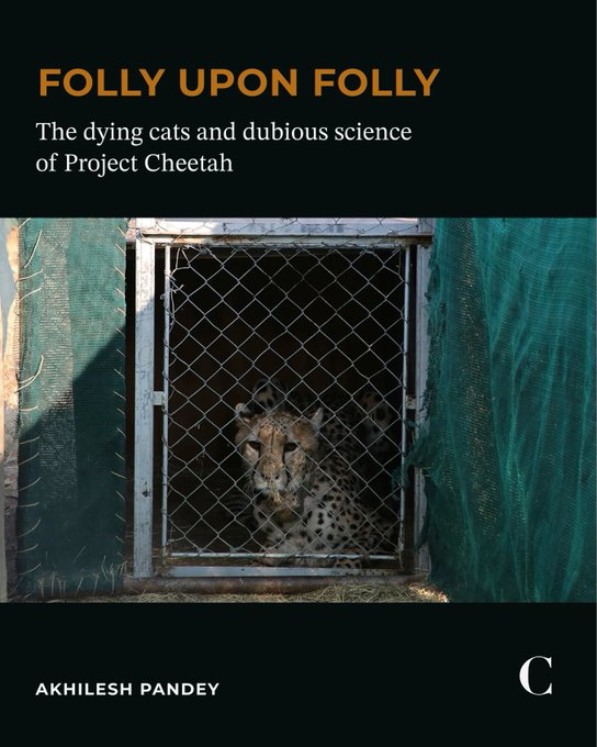 thecaravanindia's tweet photo. Relocating a large animal across international borders is, at best, a risky undertaking. Historical attempts to do so have often induced extreme stress in animals and disrupted their established bonds and social structures. The fate of the Modi government’s first batch of African cheetahs, which came from Namibia, has been grimmer than usual: five of the eight are dead.

@akhileshhpandey reports: https://t.co/oF4QLQBubS