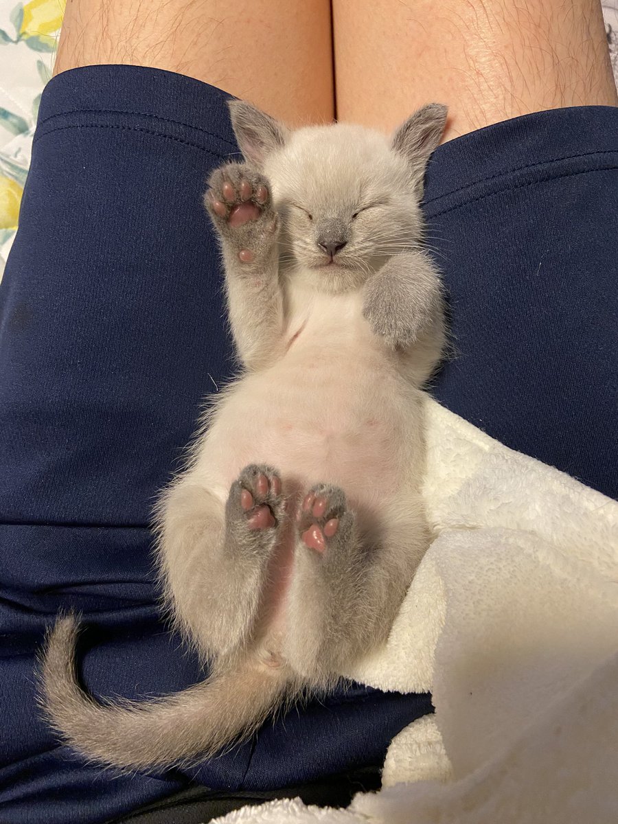 LEGATO1120's tweet photo. 生後2週齢で保護して
今日で3年
3歳になりました🐈

今では我が家の4ニャンでは2番目の大きさに😂
体重計が壊れて測れないけど、最近、更にたくましくなって来たからもしかしたら6キロ超えてるかも…
最近は生傷も減ってお利口さんにもなったしね😘 https://t.co/prnacNRYwM
