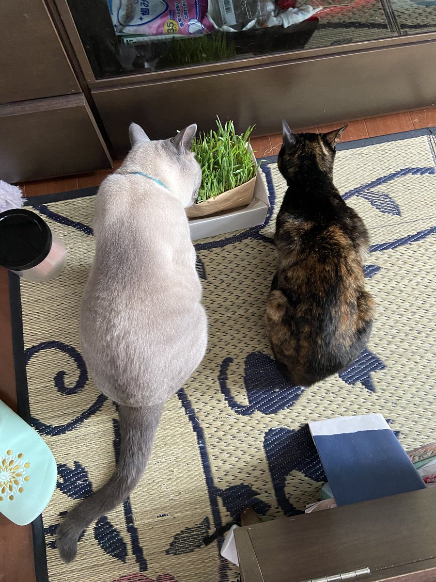 LEGATO1120's tweet photo. 生後2週齢で保護して
今日で3年
3歳になりました🐈

今では我が家の4ニャンでは2番目の大きさに😂
体重計が壊れて測れないけど、最近、更にたくましくなって来たからもしかしたら6キロ超えてるかも…
最近は生傷も減ってお利口さんにもなったしね😘 https://t.co/prnacNRYwM