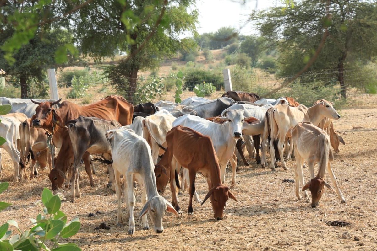 SatlokChannel's tweet photo. गौ सुरक्षा अभियान | गाँव चलकोई बणी रोतान (चूरू, राजस्थान) में श्री कृष्ण गौ सेवा समिति के लिए 50×100 शेड निर्माण कार्य शुरू | संत रामपाल जी महाराज https://t.co/PKbnEHOzC3