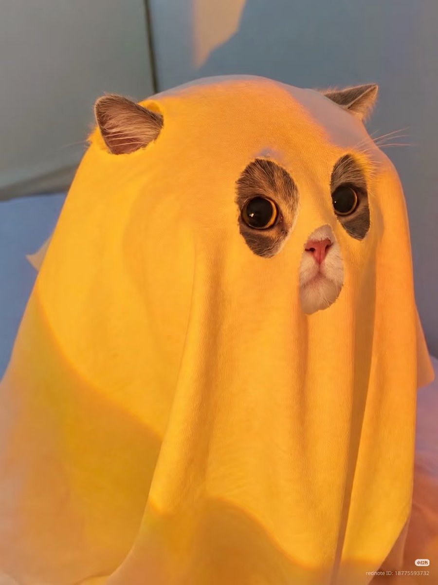 nocontextscats's tweet photo. 👻 https://t.co/sGO55vUfEv