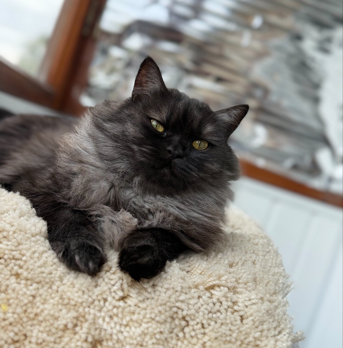 mistressofacat's tweet photo. -ты че, пёс?! https://t.co/qhgsv4Bxo9