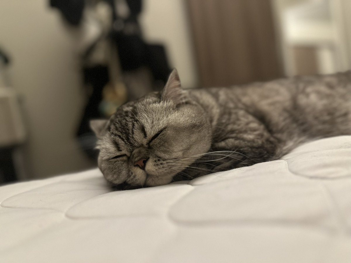 chacooofuuuta's tweet photo. 寝室でゴロゴロしてたら気づいたら横で寝てた(  ֊  ̫ ֊)💤

#猫のいる暮らし  #猫好きさんと繋がりたい  #ミヌエット  #ちゃこふうた https://t.co/dnqK7pOTRG