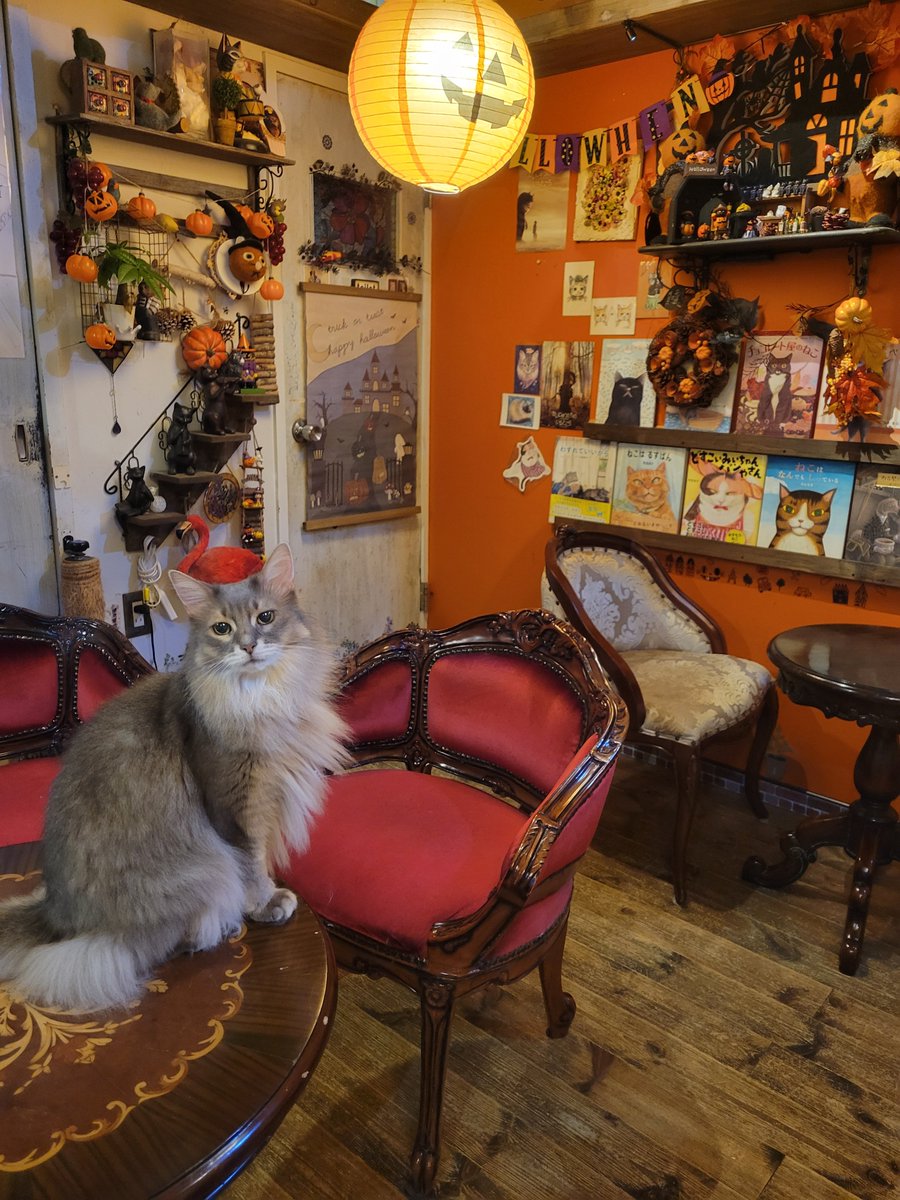 nyaon2014's tweet photo. 猫の絵本や猫の小説も沢山置いてます📖

秋の夜長、涼しくなってきたので、店内ハロウィンな中、猫と読書パーティーは以下がでしょうか😺📖

＃猫カフェ猫音　https://t.co/J3PIeiwQp7 https://t.co/ljFts79XZh