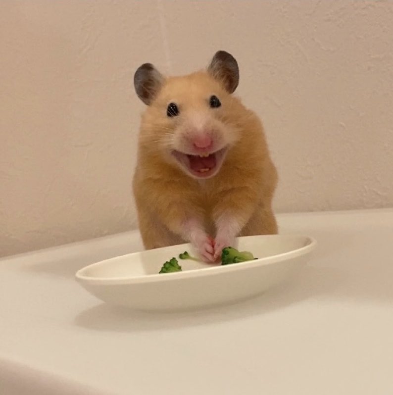 yappyyyer's tweet photo. ムギちゃん、初めてトマトを食べた結果…🍅 https://t.co/9WDDTaDzdu