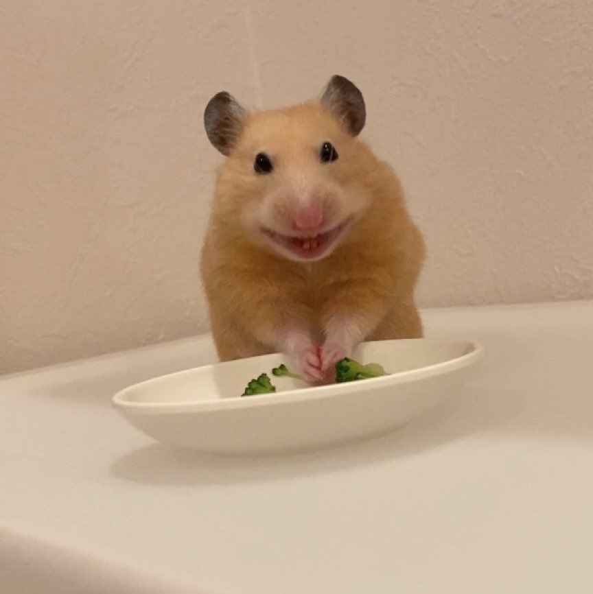 yappyyyer's tweet photo. ムギちゃん、初めてトマトを食べた結果…🍅 https://t.co/9WDDTaDzdu