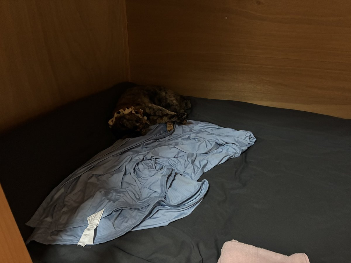 lunaticdial's tweet photo. 今日の宿、寝床が既に猫3匹に取られててうち1匹は爆睡で草(この歳になってドミトリーを取るとは) https://t.co/Bfh0rMEAV4