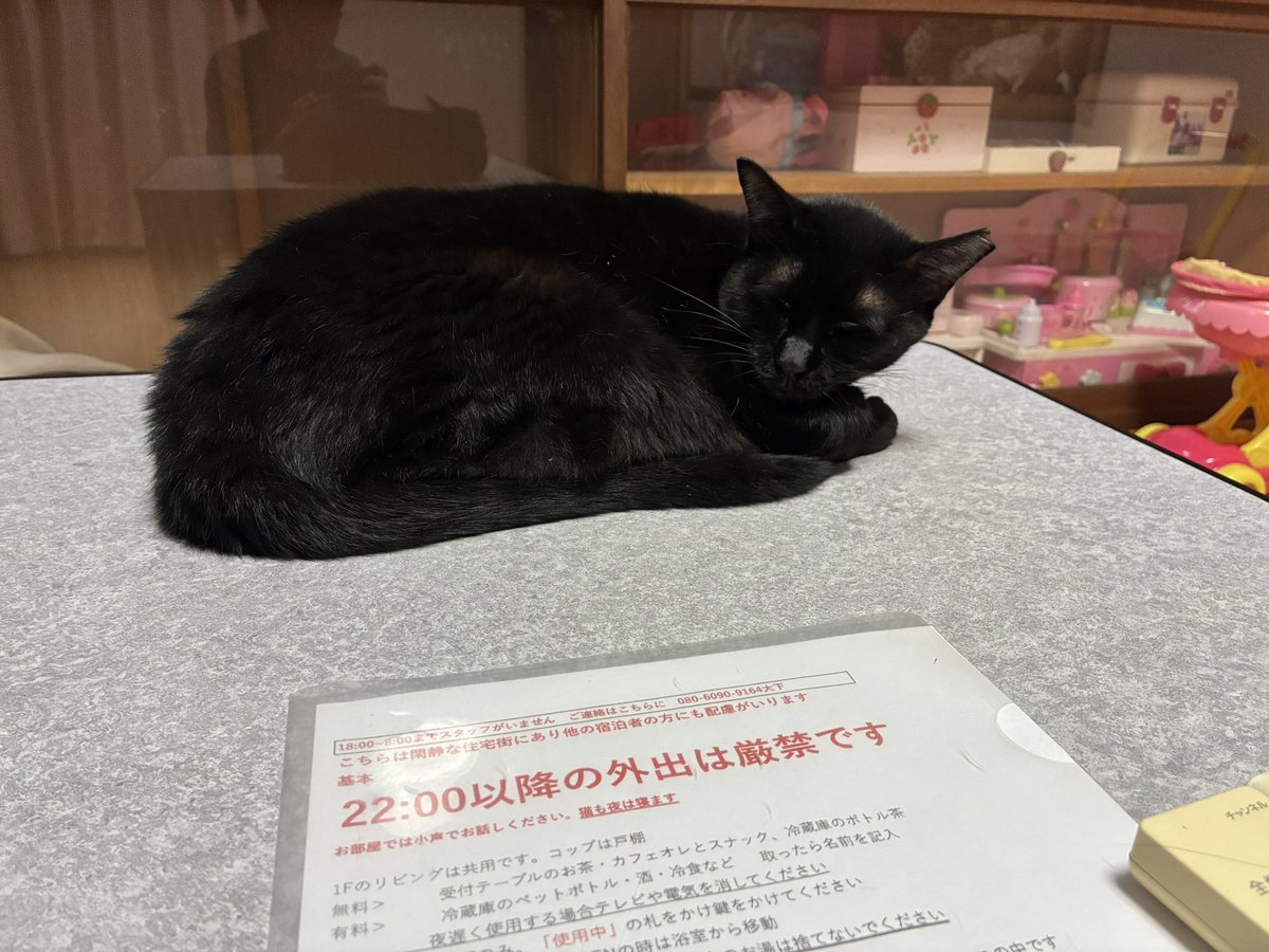 lunaticdial's tweet photo. 今日の宿、寝床が既に猫3匹に取られててうち1匹は爆睡で草(この歳になってドミトリーを取るとは) https://t.co/Bfh0rMEAV4