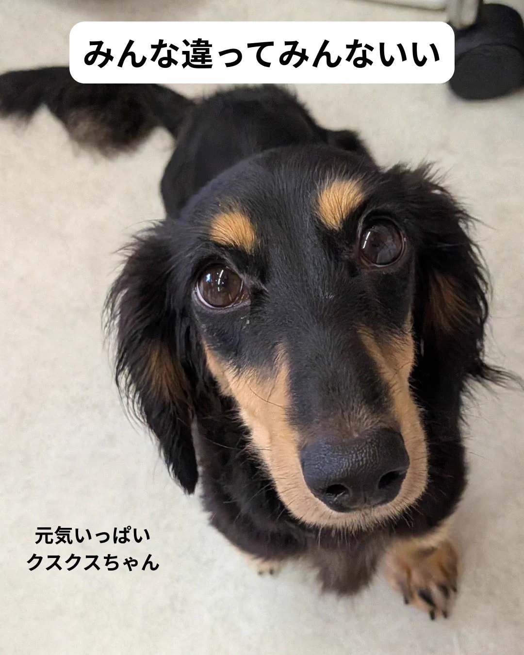 petfelice保護犬猫シェルター大宮見沼店 on X: 
