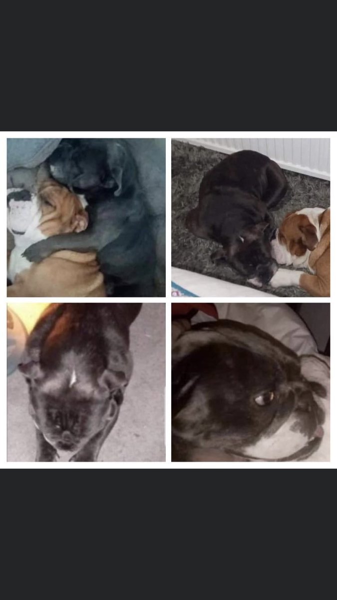 MissingPetsGB's tweet photo. 6 years today 😔
SASHA was stolen from her garden along with her brother, her brother was sold on & returned but sadly Sasha is still missing.
#bulldog #STOLEN SASHA 23/9/20
#Ilkeston #DERBY #DE7
Possibly was sold on in the #Mansfield or Ilkeston #Nottinghamshire
@T12taeEvans https://t.co/ReVBFisJv9