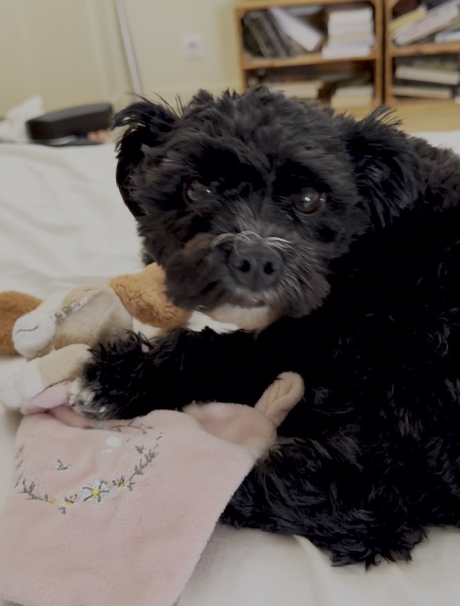 SandieZooT's tweet photo. Eh oui, c’est important de repriser « Nenette » pour Ari…!
Elle est importante, au même titre que bb dragon, le canard, ou encore « Lulu » ou sa balle.
Et je peux vous certifier qu’il connaît parfaitement leurs différents noms 😌
#lasttweet https://t.co/YfzvIgdwSP