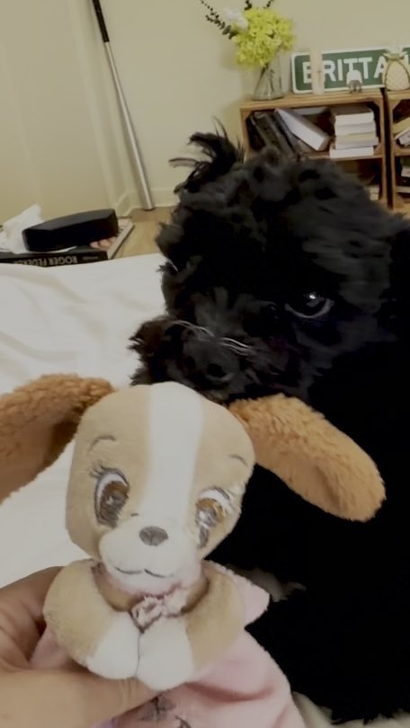 SandieZooT's tweet photo. Eh oui, c’est important de repriser « Nenette » pour Ari…!
Elle est importante, au même titre que bb dragon, le canard, ou encore « Lulu » ou sa balle.
Et je peux vous certifier qu’il connaît parfaitement leurs différents noms 😌
#lasttweet https://t.co/YfzvIgdwSP