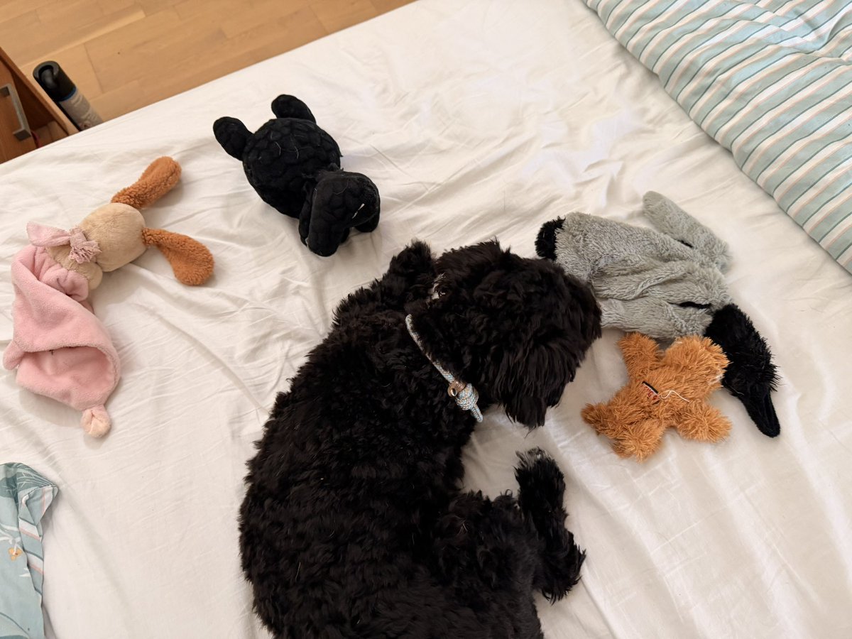 SandieZooT's tweet photo. Eh oui, c’est important de repriser « Nenette » pour Ari…!
Elle est importante, au même titre que bb dragon, le canard, ou encore « Lulu » ou sa balle.
Et je peux vous certifier qu’il connaît parfaitement leurs différents noms 😌
#lasttweet https://t.co/YfzvIgdwSP